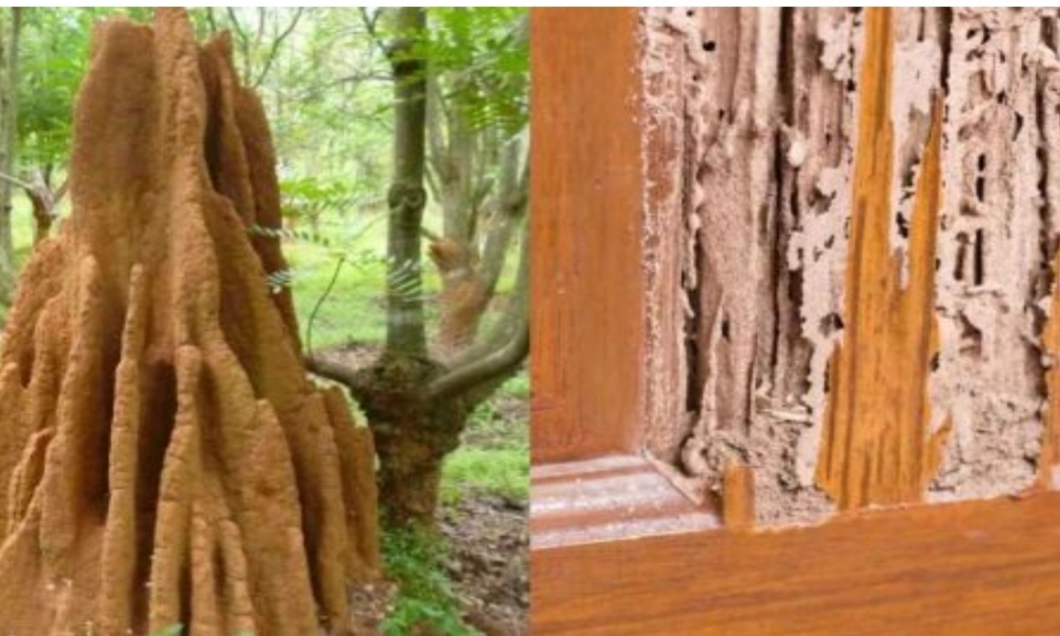 How to remove termites