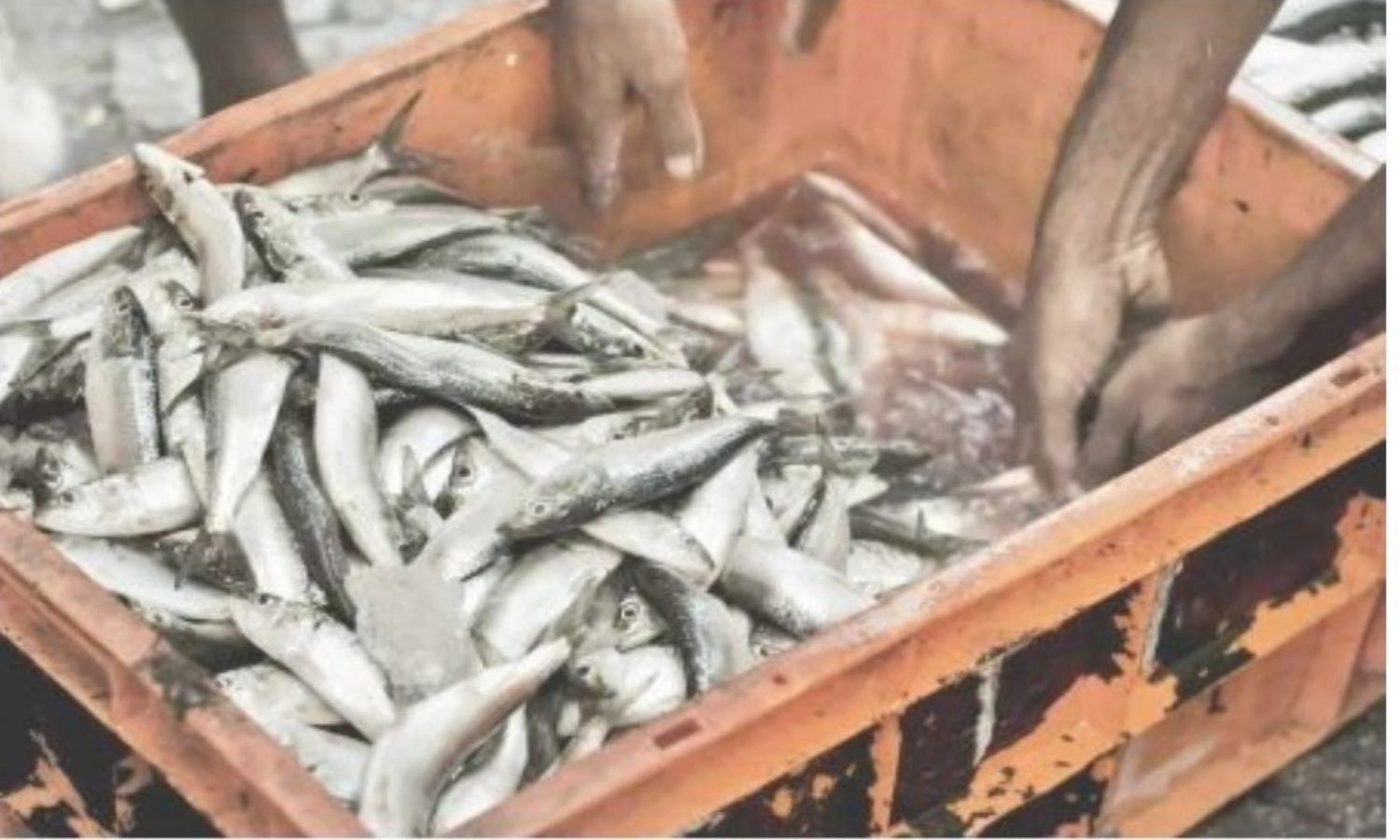 How to check fresh fish