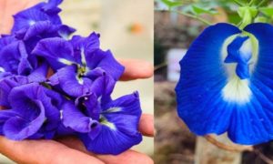 Shankupushpam For Weight Loss