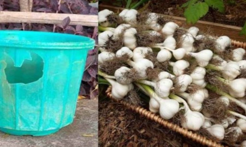 Garlic Krishi Using Bucket