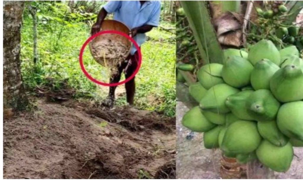 Coconut Tree Increase Tips