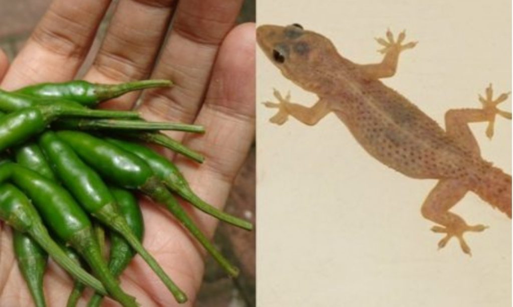 Get Rid Of Lizards Using Green Chilly