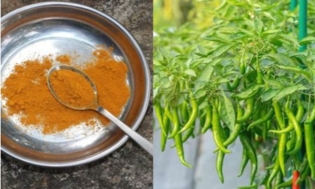 Pachamulak Krishi Using Turmeric Powder