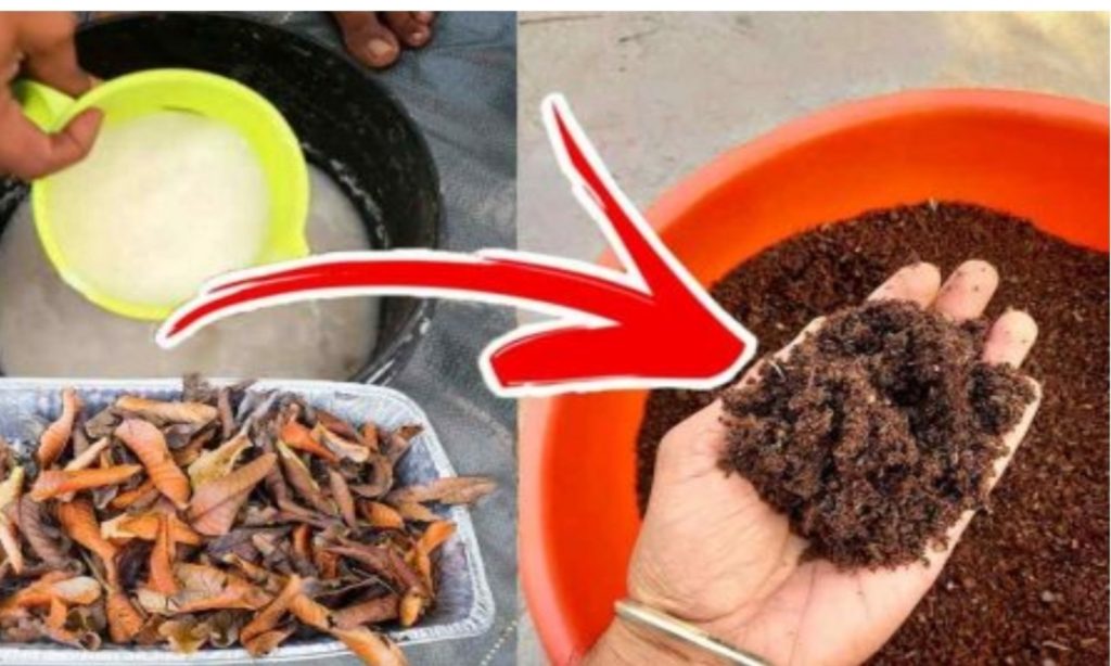 Easy Zero Cost Fertilizer Making Tip