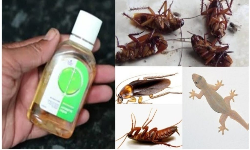 Easy Get Rid Of Pests Using Detol