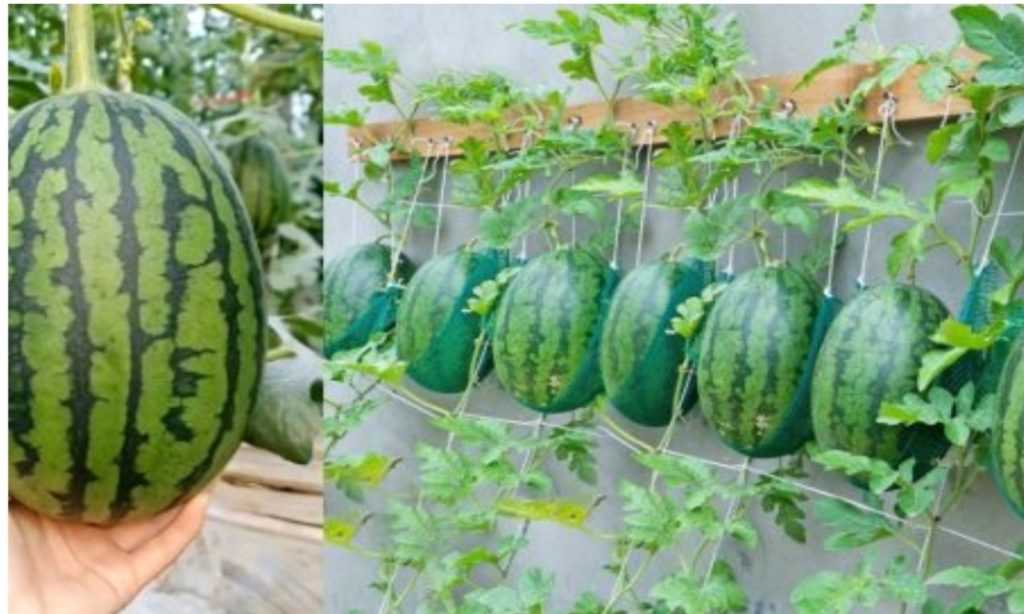 Watermelon Cultivation Tips