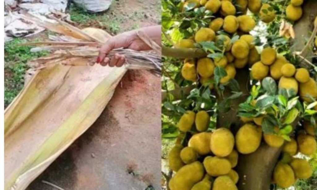 Jackfruit Cultivation Using Pala