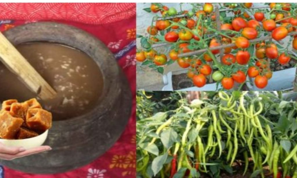 Vegetables Cultivation Using Sharkkara