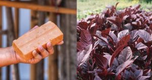 Spinach Krishi Easy Tips and Tricks Using Ishtika