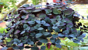 Red Flame Ivy or waffle or purple waffle plant