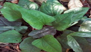 Arogya Pacha health benefits