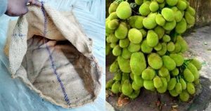 Jackfruit Cultivation Using Chaak