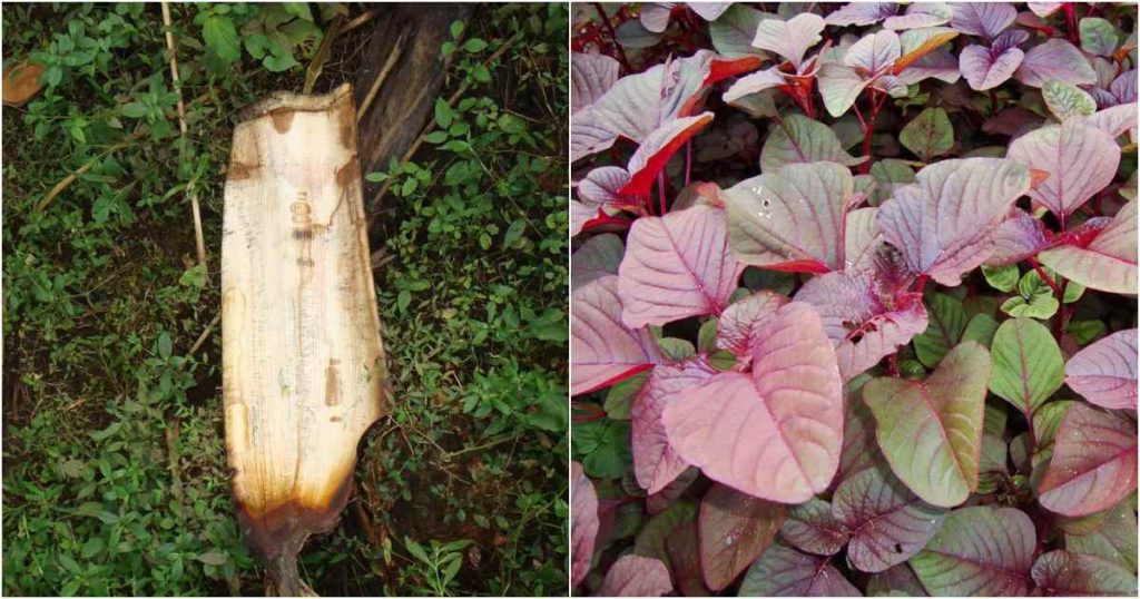 Spinach Cultivation Tip using pala