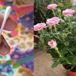 Easy Plant Self Watering Tips