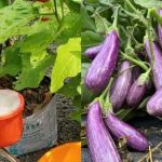 Easy Tips To Cultivate Brinjal