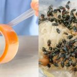 Get Rid of Housefly