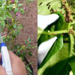 Get Rid of Pests From Payar Krishi