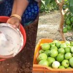 Guava Tree Cultivation And Fast Growing Tips