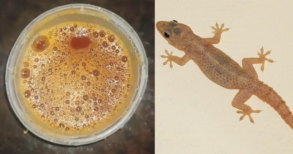 How to Get Rid of Lizards At Home