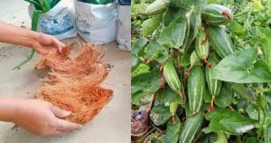 Ivy Gourd Cultivation Using Coconut Husk
