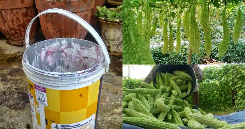 Paval Krishi Using Paint Bucket