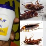 To Get Rid Of Pests Using Fevicol
