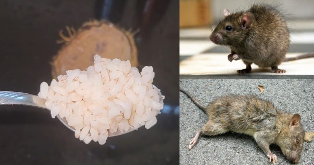 Trick To Get Rid Of Rats Using Rice